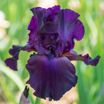 Spring Spectrum Iris Collection