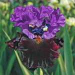 Twice as Nice Reblooming Iris Collection