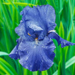Twice as Nice Reblooming Iris Collection