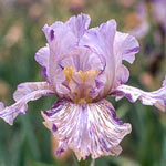 Python'z Parasol Bearded Iris