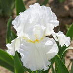 Renown Reblooming Bearded Iris