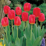 Wow!® Perennial Tulip Collection