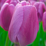 Wow!® Pride Perennial Tulip Collection