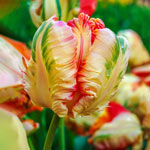 Wow!® Parrot Tulip Collection