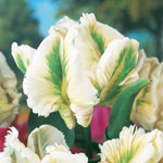 Wow!® Parrot Tulip Collection