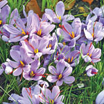 Saffron Fall Blooming Crocus