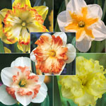 Butterfly Daffodil Collection