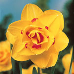 Deluxe Double Daffodil Collection