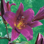 Classic Lily Tree® Collection