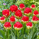 La Baule Tulip