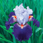 Wired in Blue Bearded Iris