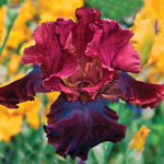 Lacy & Ruffled Iris