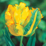 Texas Gold Tulip