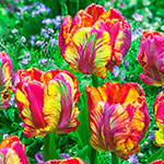 Flaming Beauties Tulip Collection