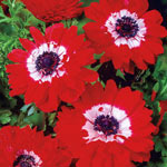 Red Double Daisy Anemone