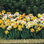 Daffodil Mixes and Collections
