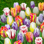 Flaming Beauties™ Tulip Mixture