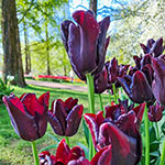 Hot Chocolate Tulip