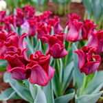 Red Dress Tulip