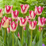 Passion Play Tulip