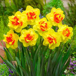 Vulcanello Daffodil