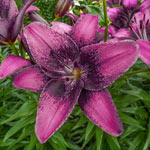 Purple Dream Lily