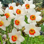 Colin's Joy Daffodil 