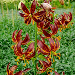 Arabian Knight Lily