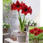 Boundless Beauty Amaryllis Collection