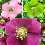 Early Risers WOW!®Hellebore Collection