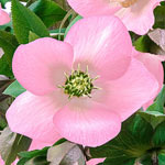Early Risers WOW!®Hellebore Collection