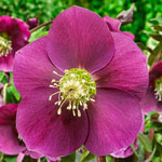 Early Risers WOW!® Hellebore Collection