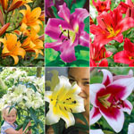 Great Expectations Lily Tree® Collection