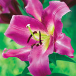 Great Expectations Lily Tree ® Collection
