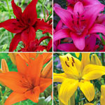 Ben's Asiatic Lily Collection