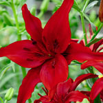Ben's Asiatic Lily Collection