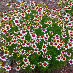 Sizzle & Spice Coreopsis Collection