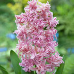 UltraDouble™ Hyacinth Collection