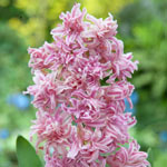 UltraDouble™ Hyacinth Collection