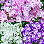 Cottage Garden  Phlox Tree™ Collection