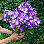 Cottage Garden  Phlox Tree™ Collection
