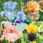 Ruffled & Laced Bearded Iris Collection 