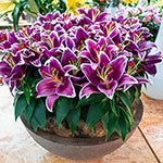 Carpet Border Lily™ Collection