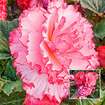 AmeriHybrid® Picotee White-Pink Begonia