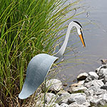 Florida Dancing Birds® - Great Blue Heron