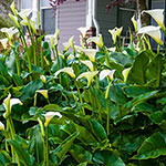 Hybrid Calla Lily Aethiopica