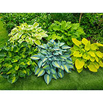 Sun Tolerant Hosta Collection