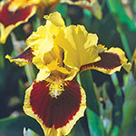 Dwarf Bearded Iris Collection
