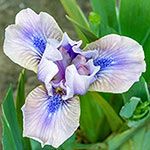 Androgyny Dwarf Bearded Iris