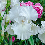 Twice as Nice Reblooming Iris Collection